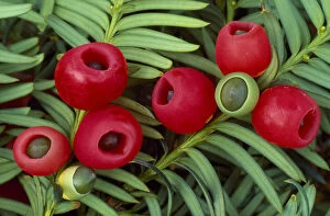 Plants Gallery: Yew berries (Taxus baccata) Berwickshire, Scotland, September