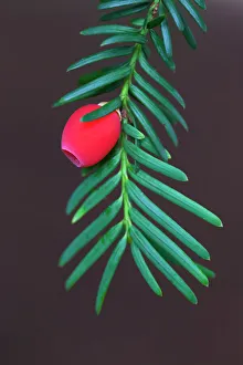 Fruit Prints: Yew berry (Taxus baccata), Nottinghamshire, UK. October