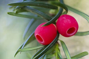 Red Gallery: Yew (Taxus baccata) berries. Strumpshaw Fen, Norfolk, UK, September