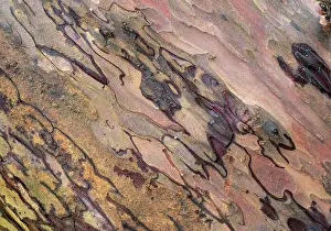 Gymnosperm Prints: Yew tree (Taxus baccata) bark from ancient tree