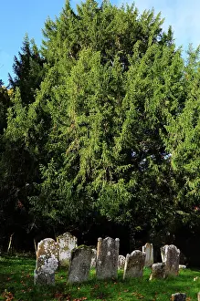 Gymnosperm Prints: Yew tree (Taxus baccata) with graves, St