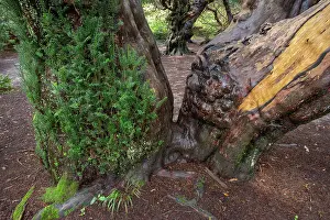 Gymnosperm Prints: Yew tree (Taxus baccata) trunk