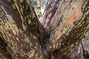 Gymnosperm Prints: Yew tree (Taxus baccata) trunk