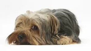 Images Dated 22nd July 2010: Yorkshire Terrier, lying with chin on the floor