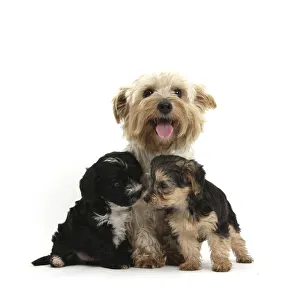 Cooling Down Prints: Yorkshire Terrier mother, Evie, with her two Yorkishire terrier x Poodle Yorkipoo pups