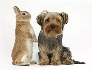 Images Dated 22nd July 2010: Yorkshire Terrier, with Netherland-cross rabbit