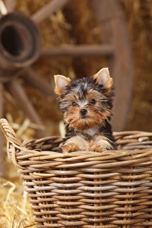 Yorkshire Terrier, puppy age 11 weeks, looking out of basket