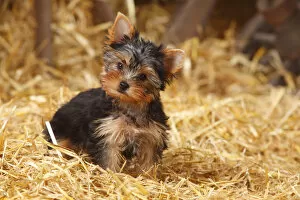 Puppies Collection: Yorkshire Terrier, puppy, age 11 weeks sitting in straw