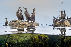 Young and adult Shags (Phalacrocorax aristotelis) gathered on rocks in the sea