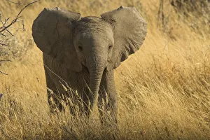 Young African elephant (Loxodonta Africana) with ears spread in aggressive posture