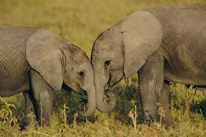 Proboscids Gallery: Two young African elephants {Loxodonta africana} Amboseli NP, Kenya