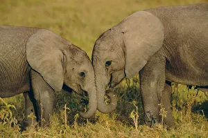 Two young African elephants {Loxodonta africana} Amboseli NP, Kenya