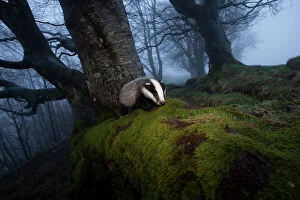 Carnivores Gallery: Young Badger (Meles meles) foraging in woodland on edge of woodland, The Black Forest