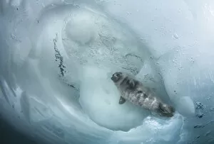 Asian Russia Gallery: Young Baikal seal (Pusa sibirica) at breathing hole Lake Baikal, Siberia, Russia. April