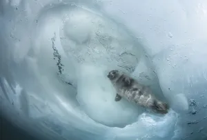 Lake Baikal Prints: Young Baikal seal (Pusa sibirica) at breathing hole Lake Baikal, Siberia, Russia. April