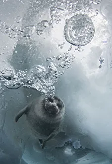 Young Baikal seal (Pusa sibirica) at breathing hole Lake Baikal, Siberia, Russia. April