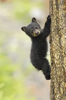 Trunks Prints: Young Black bear (Ursus americanus) cub climbing mature fir tree