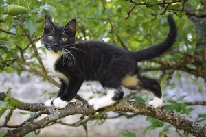 Exploration Prints: Young black domestic cat with white bib and paws, climbing tree, France