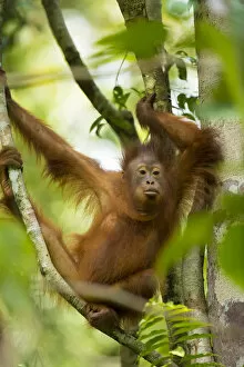 Young Bornean orangutan (Pongo pygmaeus) in trees Tanjung Puting National Park, Borneo-Kalimatan