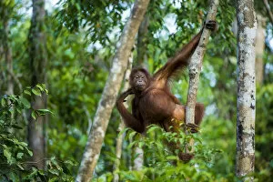Orangutans Collection: Young Bornean orangutan (Pongo pygmaeus) hanging from a tree, Tanjung Puting National Park