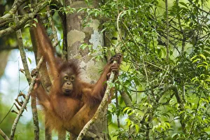 Animal Arms Gallery: Young Bornean orangutan (Pongo pygmaeus) in trees, Tanjung Puting National Park, Borneo-Kalimatan