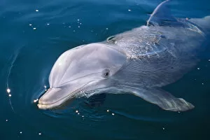 Dolphins Collection: Young Bottlenose Dolphin (Tursiops truncatus) at sea surface. Captive. Canadian Arctic, summer