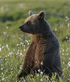 Young Brown bear (Ursus arctos) sitting in meadow, Finland. July