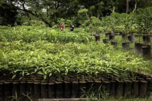 Colombia Prints: Young Caoba trees (Swietenia macrophylla) in a nursery before being transported to a reforestation location