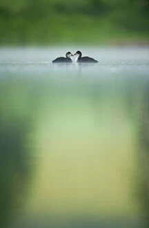Calm Coasts Collection: Two young Coots (Fulica atra) on a still lake at dawn, Derbyshire, England, UK, June 2010