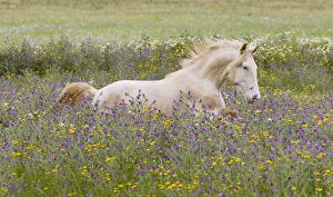 Young Cremello Lusitano stallion running through field of wildflowers in southern Spain, Europe