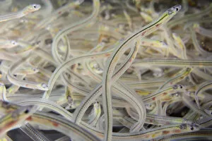 Young European eel (Anguilla anguilla) elvers, or glass eels, caught during their