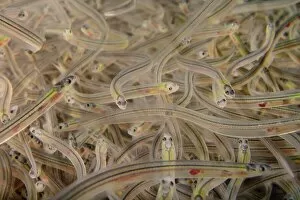 Osteichthyes Gallery: Young European eel (Anguilla anguilla) elvers, or glass eels