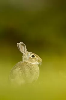 Images Dated 14th June 2011: Young European rabbit (Oryctolagus cuniculus) sitting in long grass, Murlough Nature Reserve