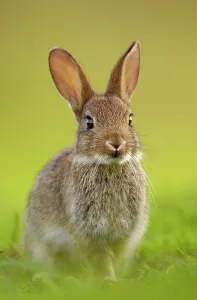 Lagomorphs Prints: Young European rabbit (Oryctolagus cuniculus) sitting alert in the last rays of evening light