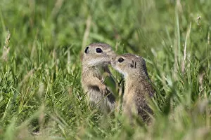 Images Dated 10th June 2009: Two young European sousliks (Spermophilus citellus) touching noses, Eastern Slovakia