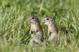 Images Dated 10th June 2009: Two young European sousliks (Spermophilus citellus) alert, Eastern Slovakia, Europe