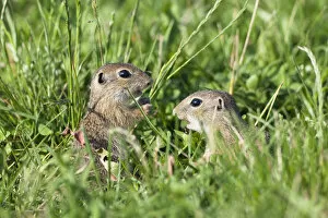 Images Dated 10th June 2009: Two young European sousliks (Spermophilus citellus) one feeding, Eastern Slovakia