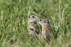 Two young European sousliks (Spermophilus citellus) touching noses, Eastern Slovakia