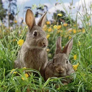 Lagomorphs Prints: Two young European wild rabbits {Oryctolagus cuniculus} amongst Buttercups in a field