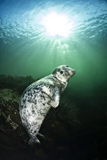 Northumberland Prints: Young female Grey seal (Halichoerus grypus) beneath sunburst