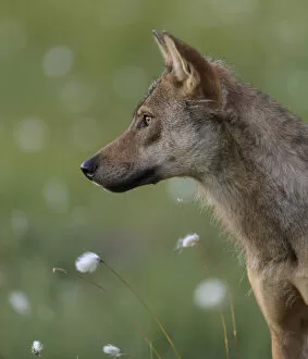 Young female Grey wolf (Canis lupus) in meadow, Finland. July