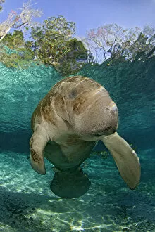 2010 Highlights Collection: Young Florida manatee (Trichechus manatus latirostrus) portrait, Three Sisters Spring
