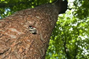 Images Dated 23rd May 2009: Young Great spotted woodpecker (Dendrocopos major) looking out of hole, deciduous