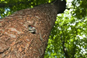 Trunks Prints: Young Great spotted woodpecker (Dendrocopos major) looking out of hole, deciduous