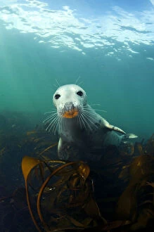 A young Grey Seal (Halichoerus grypus) above kelp in the Farne Islands