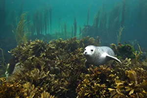 Young Grey seal (Halichoerus grypus) resting on a bed of seaweed, Island of Coll