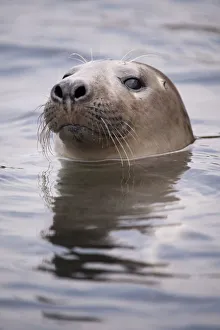 Seals Prints: Young Grey seal (Halichoerus grypus) taking a curious peep out of the water