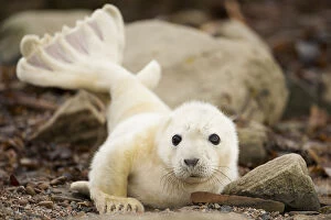 Young grey seal pup (Halichoerus grypus) recently born on a beach in Orkney, Scotland, UK, April