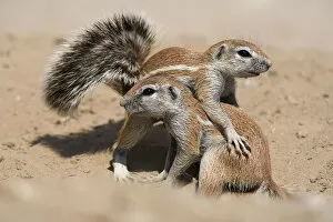 Animals In The Wild Gallery: Young ground squirrels (Xerus inauris) playing, Kgalagadi Transfrontier Park, South Africa