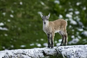 Images Dated 16th July 2009: Young Ibex (Capra ibex) standing on rock, Triglav National Park, Julian Alps, Slovenia